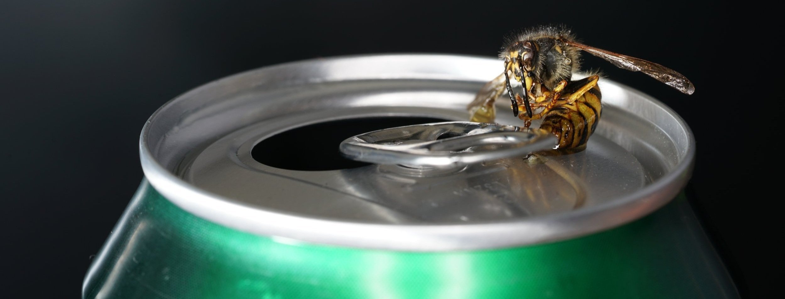 Bee on aluminum soda can - representing the intersection of nature and sustainable packaging